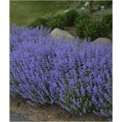 nasiona Kocimiętka lawend-niebies szt.10 Flxx132